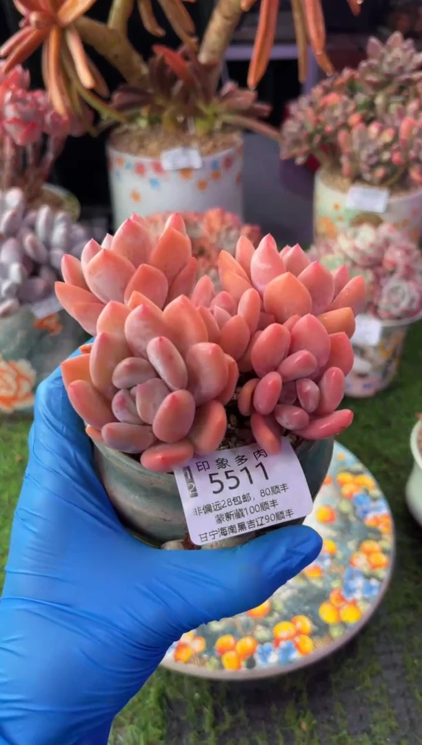 昆明印象多肉5511