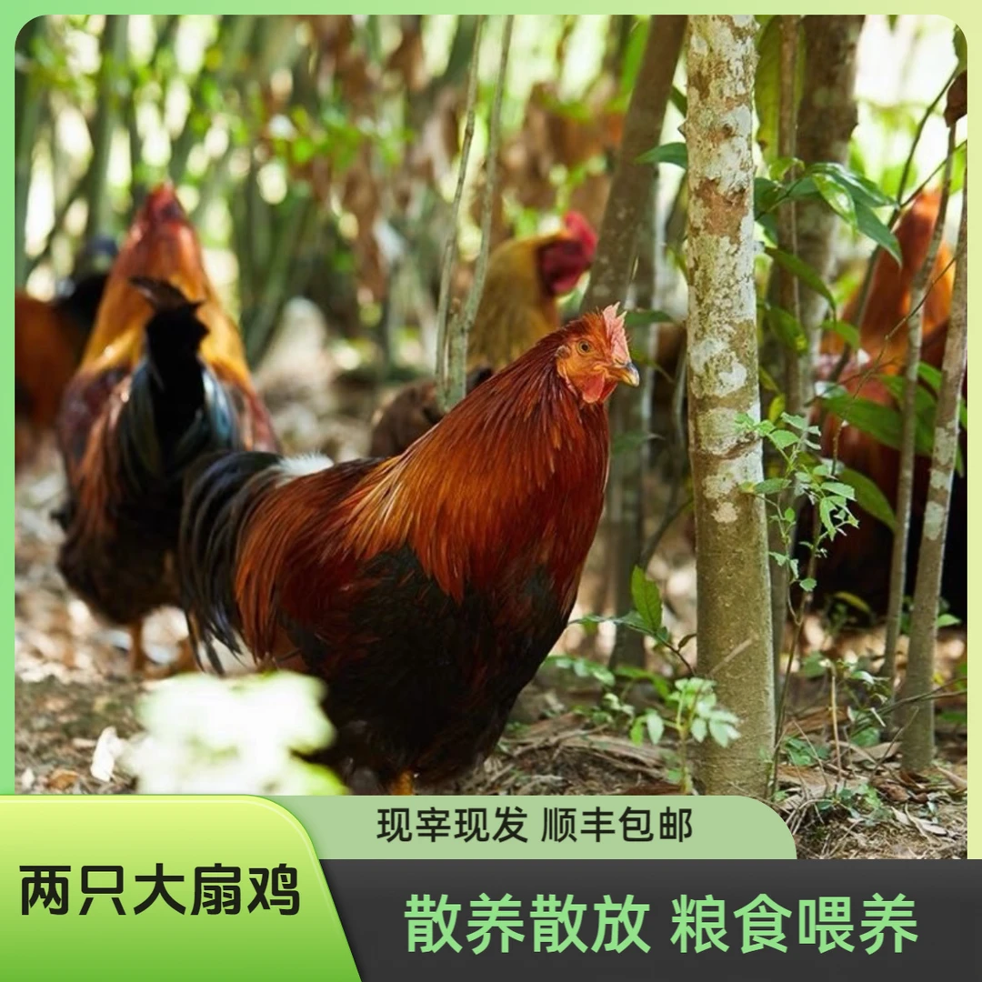2只清远大扇鸡  养足半年以上