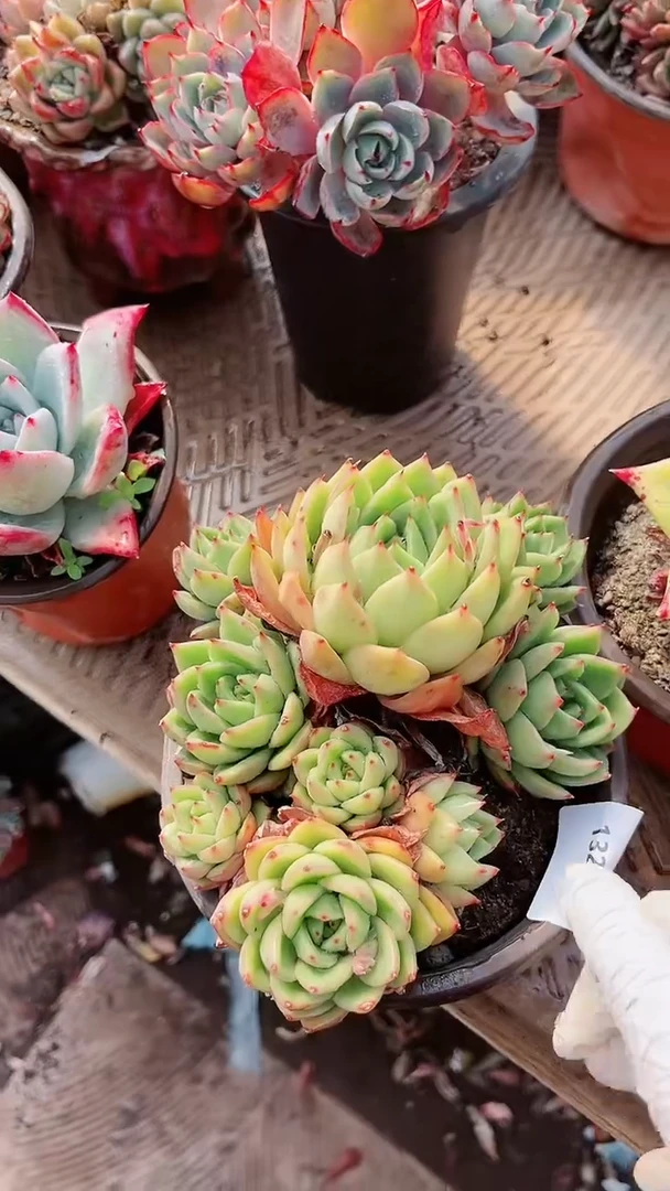 【闪购商品】13210