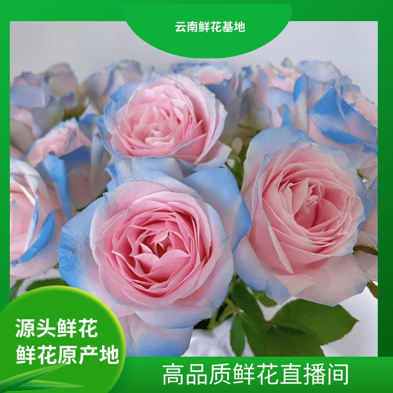 颜花【粉冰蓝】云南鲜花 任意两单升级冷链或空运到家