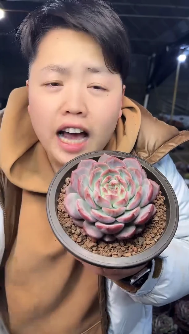 棚里单头红鸾 4.99