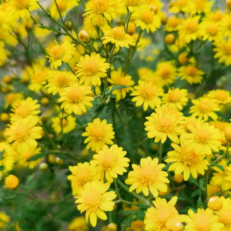 【干野菊花】长阳农村野菊花自采自晒