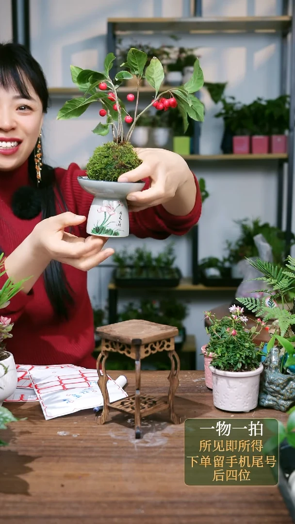 【闪购商品】89---2711紫金牛苔藓球一套