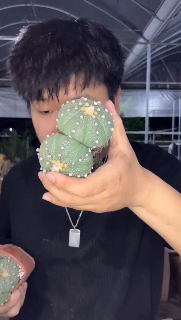 双头起发 星兜【带根】