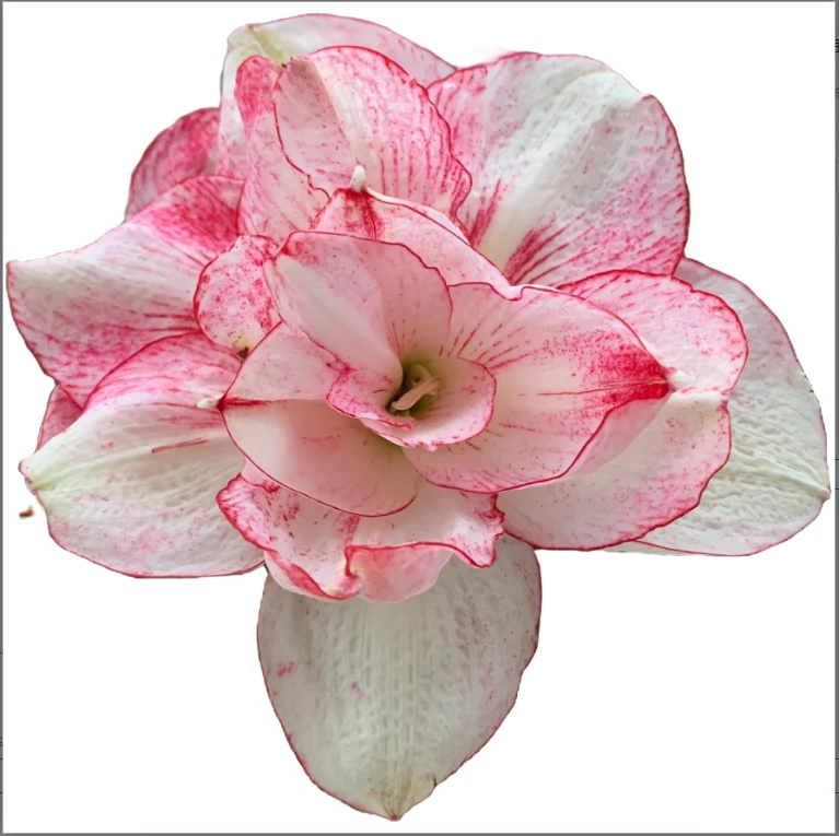 【螺旋莓果】朱顶红种球5-6厘米