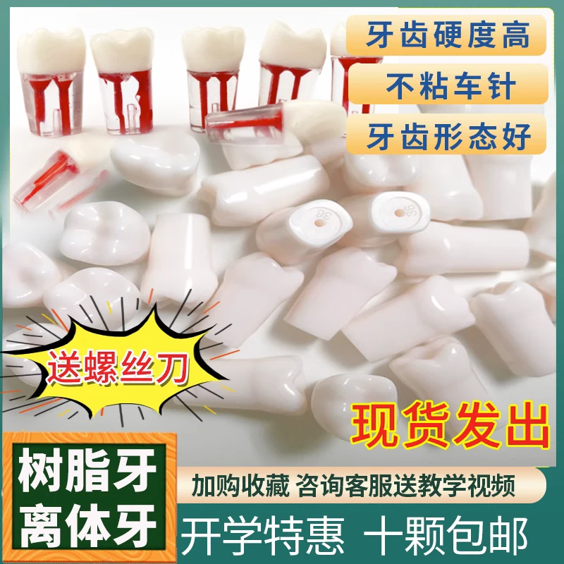 树脂牙备牙离体牙真牙根管开髓种植练习模型全口合成牙粒牙科口腔