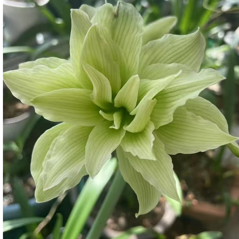 【双绿】重瓣朱顶红朱顶红种球