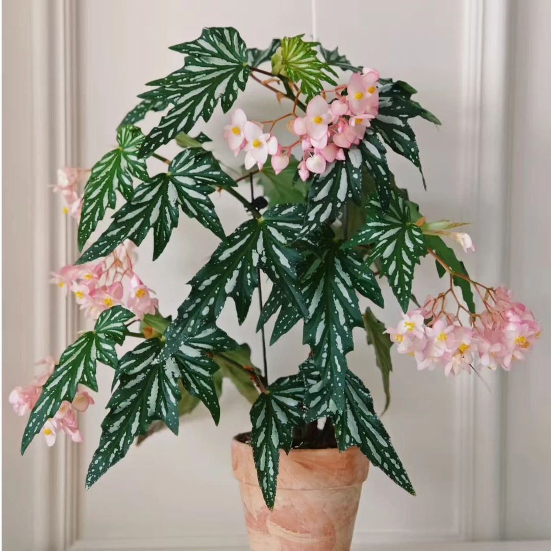 【热植馆】乌头杂秋海棠好养网红ins风带植物绿植花卉植物室内植物