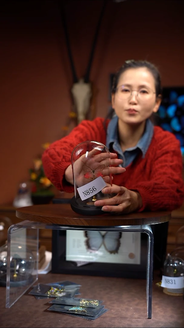 二*姐N856玫瑰绡眼蝶玻璃罩款