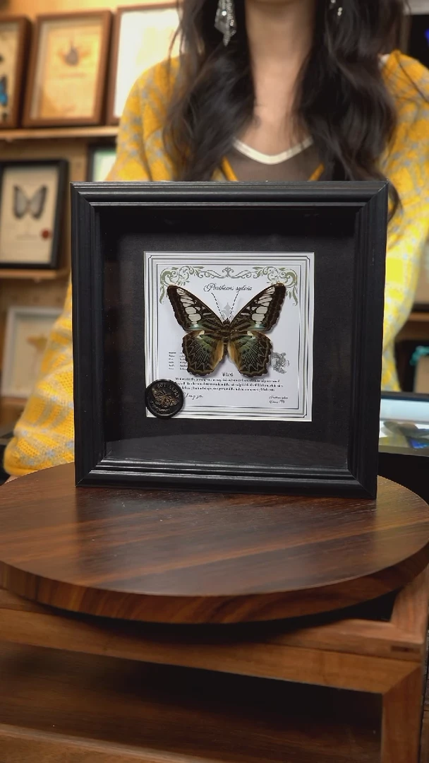 丽蛱蝶盲盒版7寸欧式方框