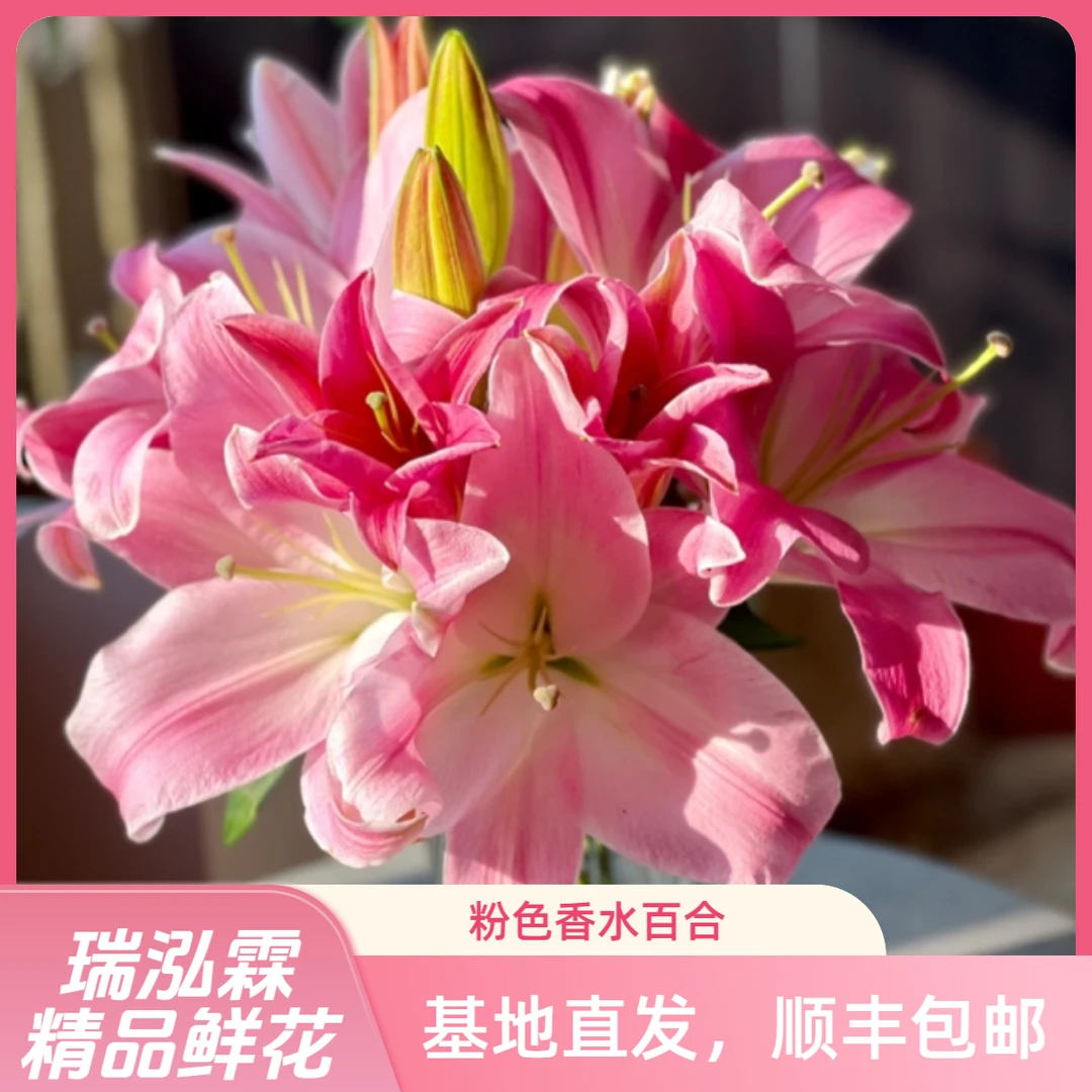 AA级（圆舞曲/星光）浓香型粉色香水百合 东北鲜花基地直发鲜切花