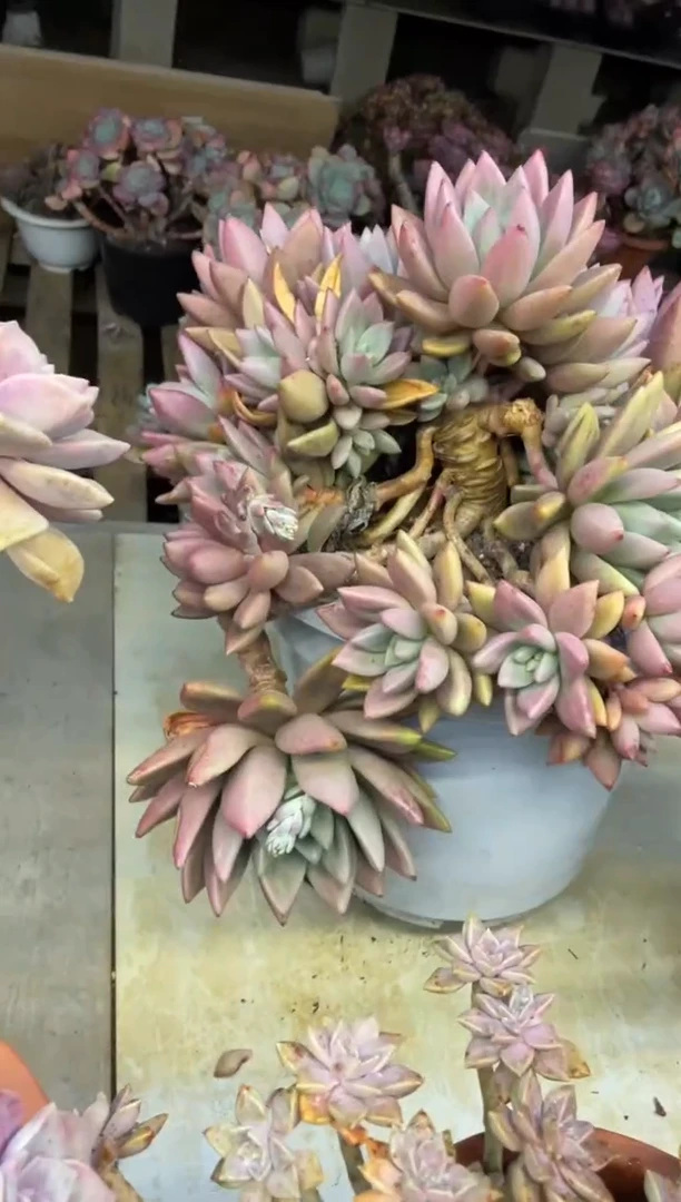 【闪购商品】1-305桃花园