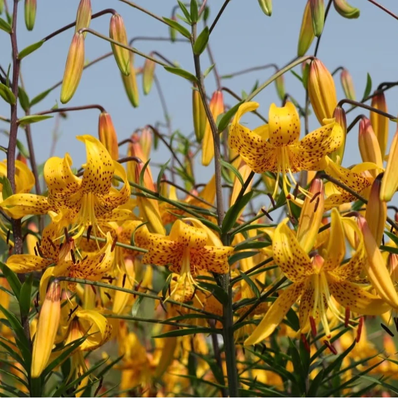 1颗百合种球【柠檬18-20】虎皮系列百合