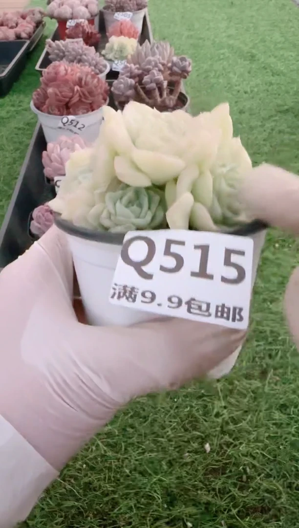 【闪购商品】梦会多肉一物一拍