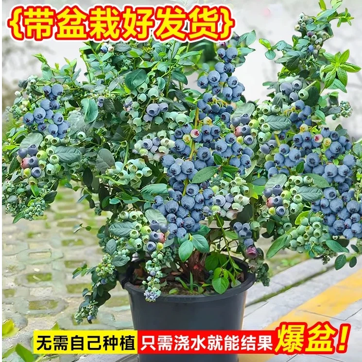 蓝莓树苗【带花带果】盆栽地栽纯甜超大果南北方庭院阳台耐寒