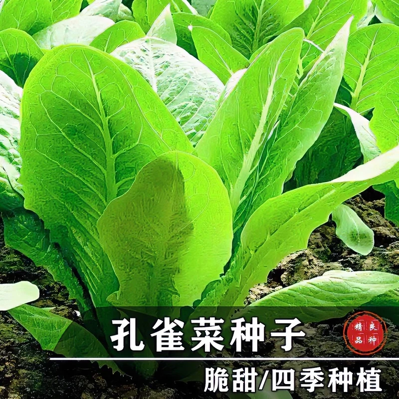 孔雀菜种籽生吃脆甜高营养直立生菜春秋播种可作沙拉蔬菜