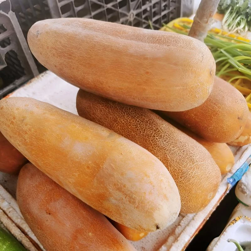 乔家坪老黄瓜 做菜煲汤 涮火锅 凉拌 口感独特包邮 现摘现发