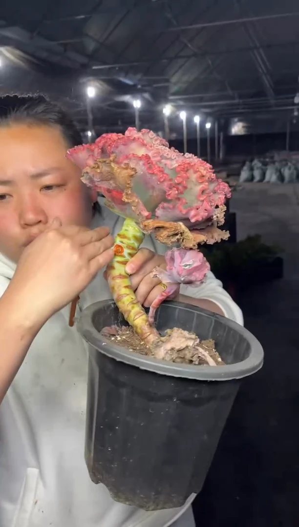 【闪购商品】17-单头起女王花笠9.99