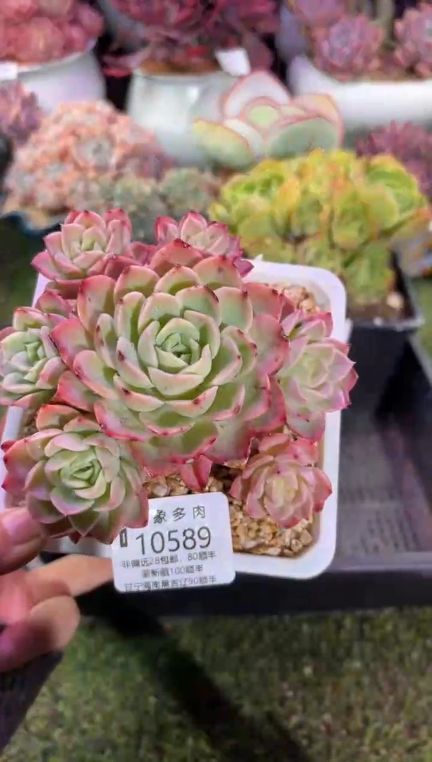 【闪购商品】10589