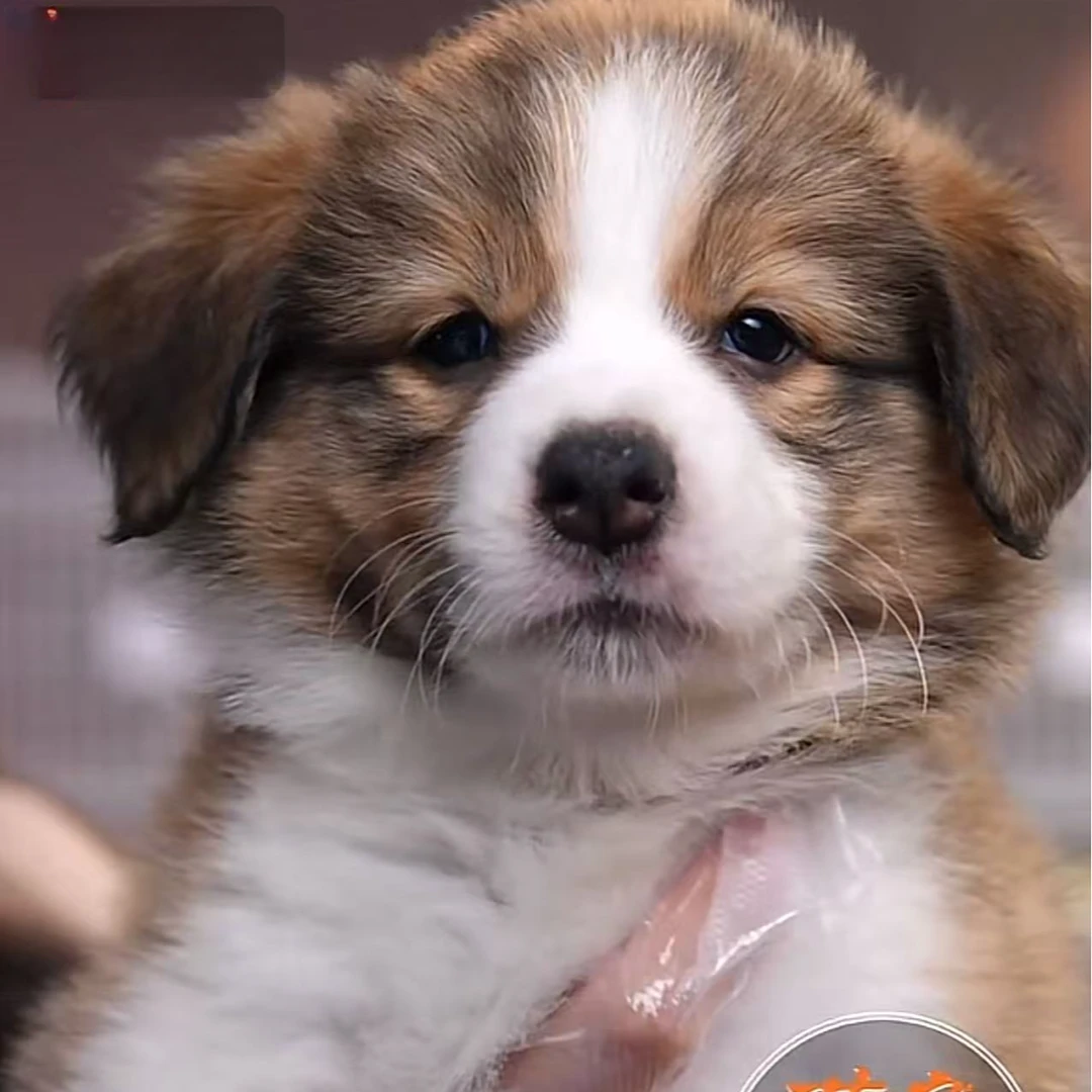 雕色边境牧羊犬幼犬（母）4-56