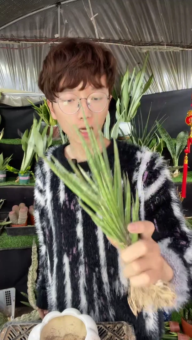 【闪购商品】狐狸尾虎皮兰裸根8.8