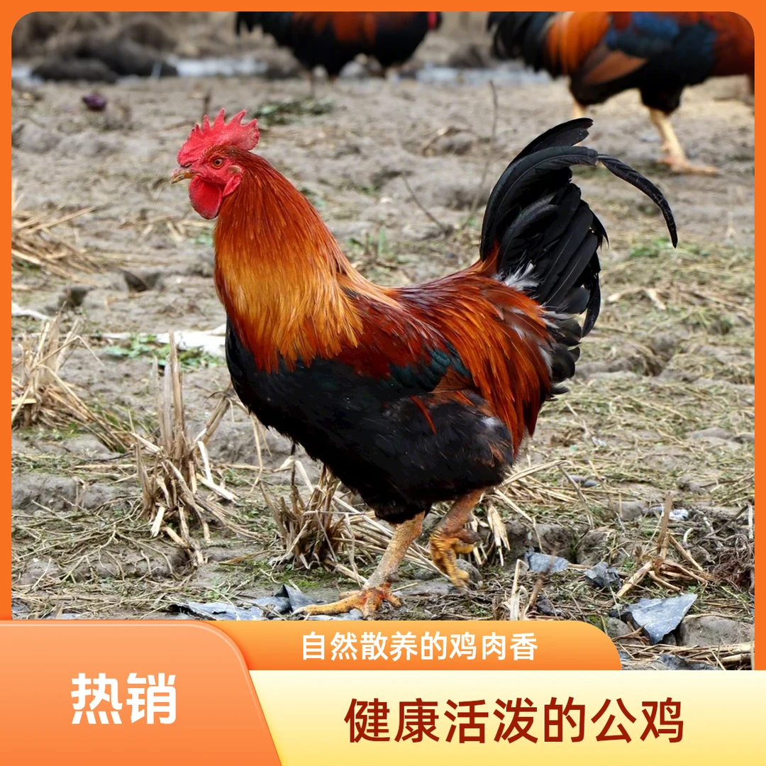 【手工现杀】虫草公鸡果园公鸡走地公鸡(净膛) 1800g