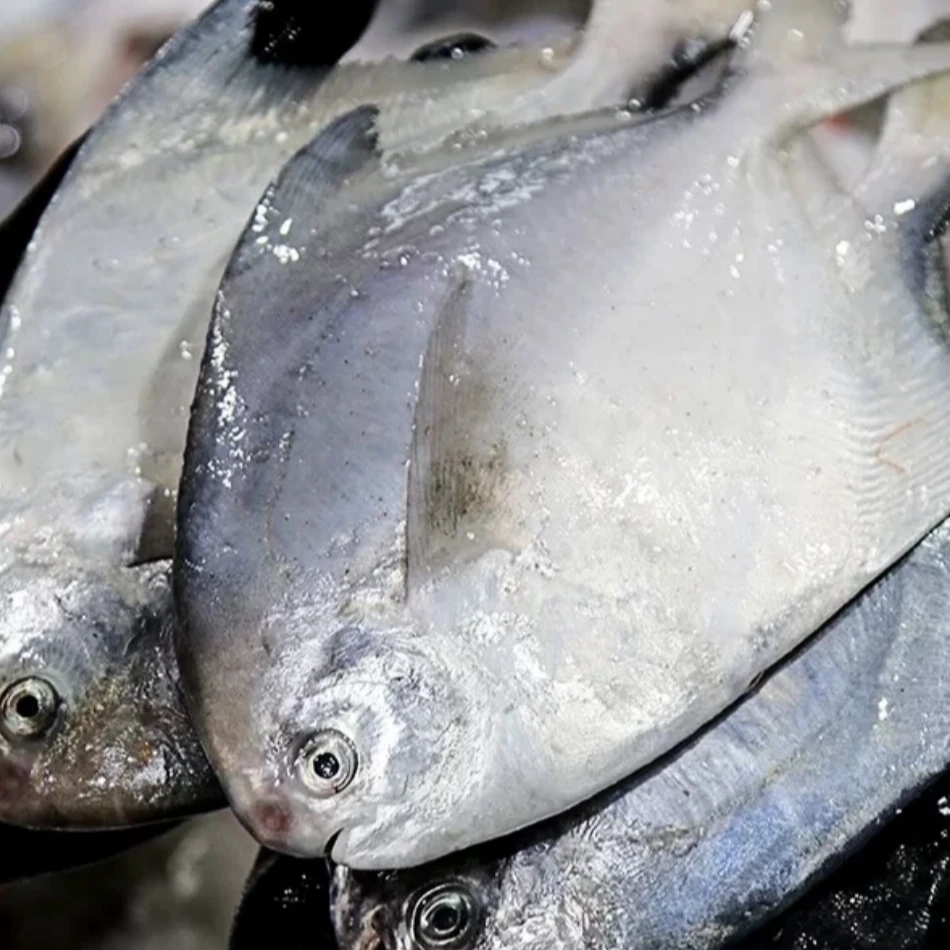 新鲜海捕银鲳鱼 刺少肉嫩  速冻发货 （每包6条炸鱼