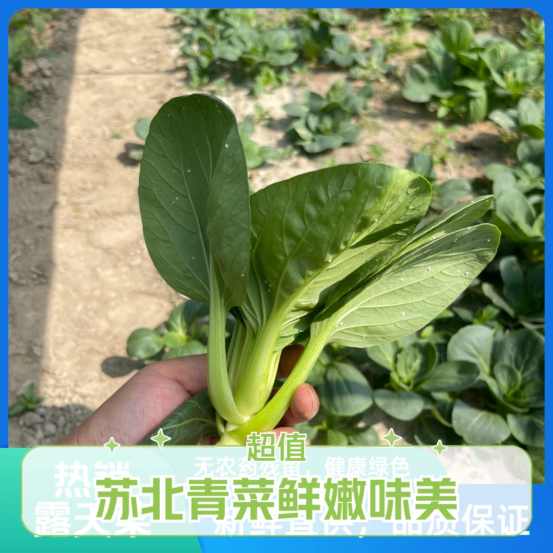 【顺丰次日送达】苏北农家露天头茬小青菜苏州青小油菜嫩头青