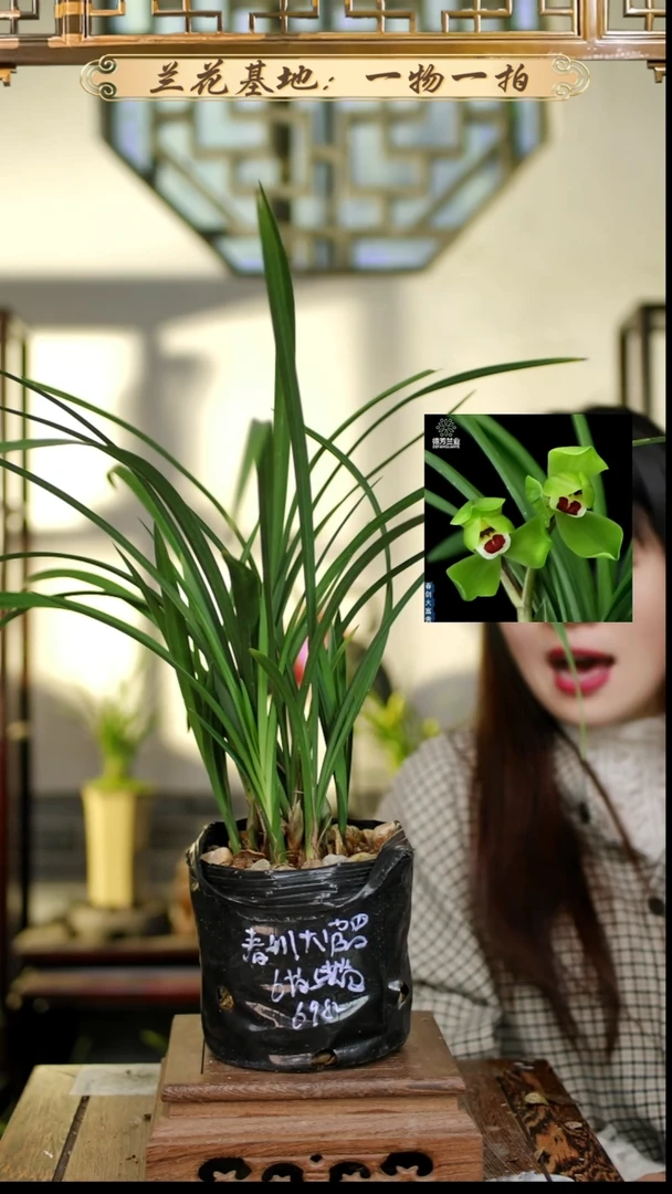 完全开放春剑大富贵6苗6花苞