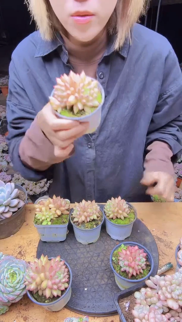 爱****?1707米其林一物一拍一物一拍