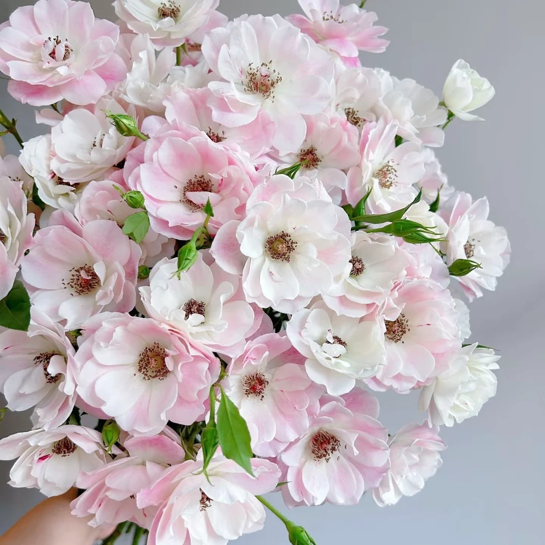 云南鲜花稀有玫瑰花材基地直发两单包邮顺丰冷链直发