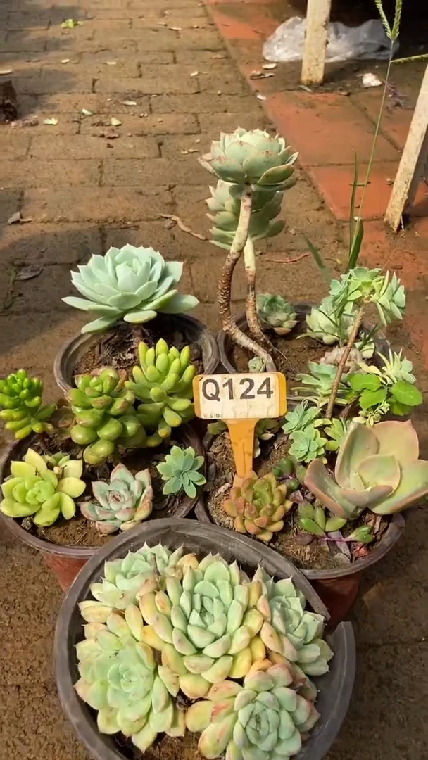 Q124多肉组合默认脱土发货