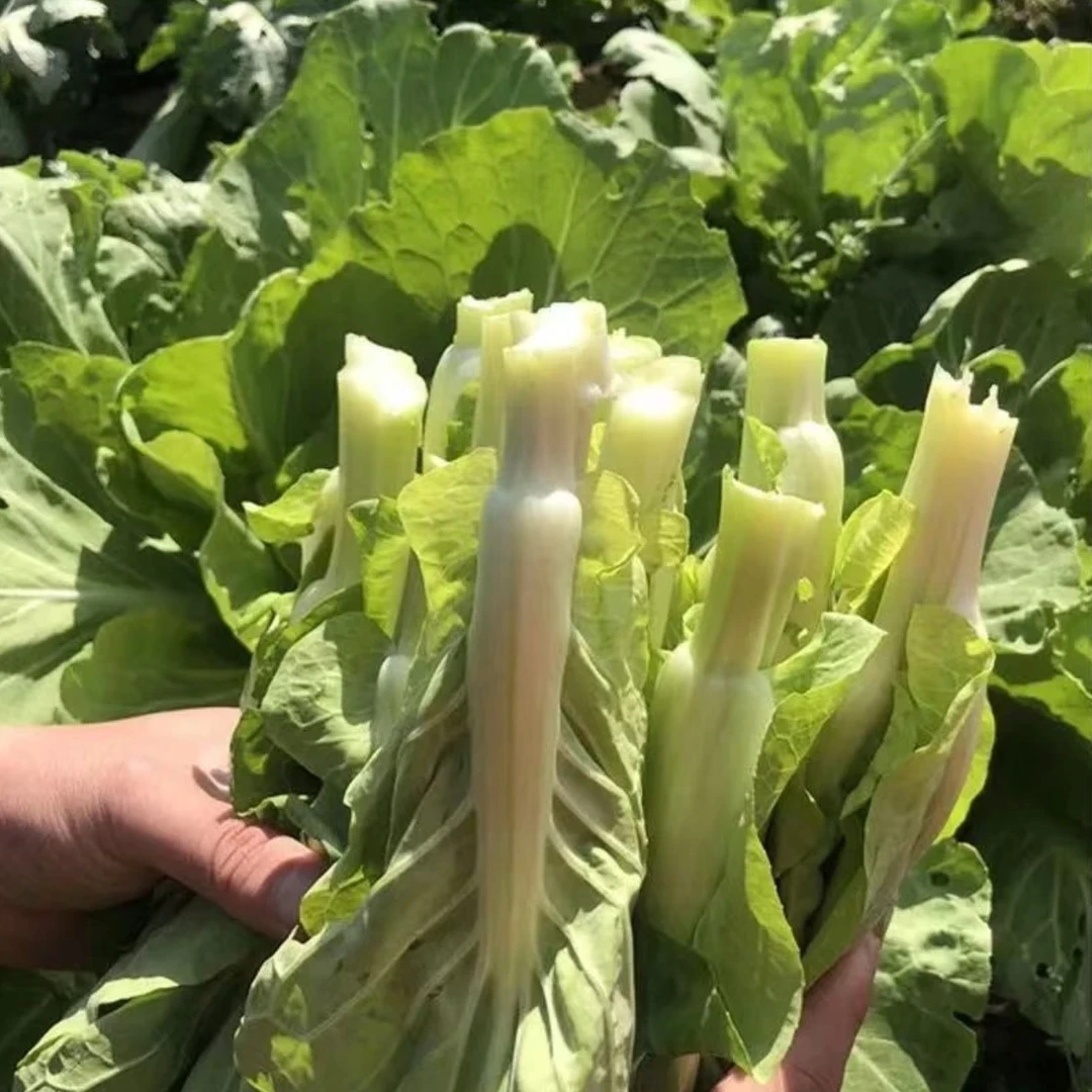 贵州高山农家白菜苔 4斤