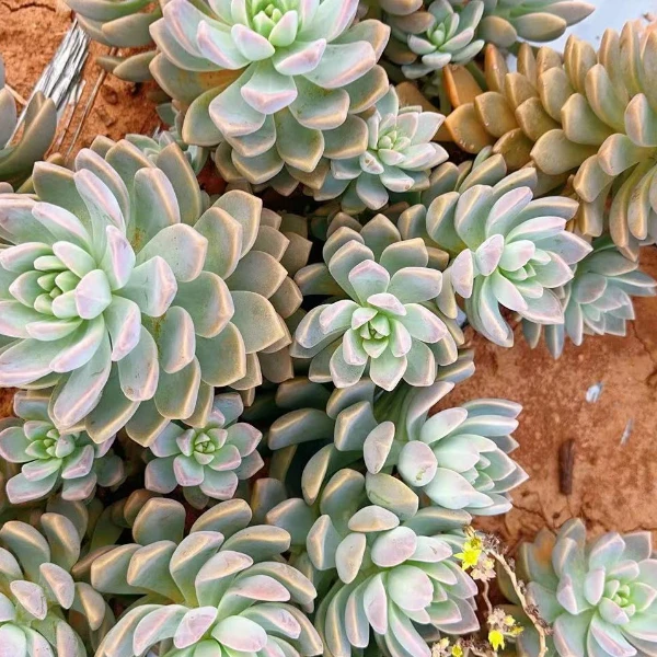 淡雪 2颗好种好养 瑕疵不售后 多肉绿植园艺种植多肉办公室