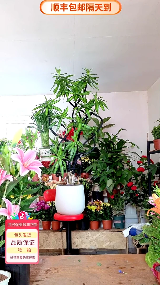 完全开放百合竹顺丰包邮