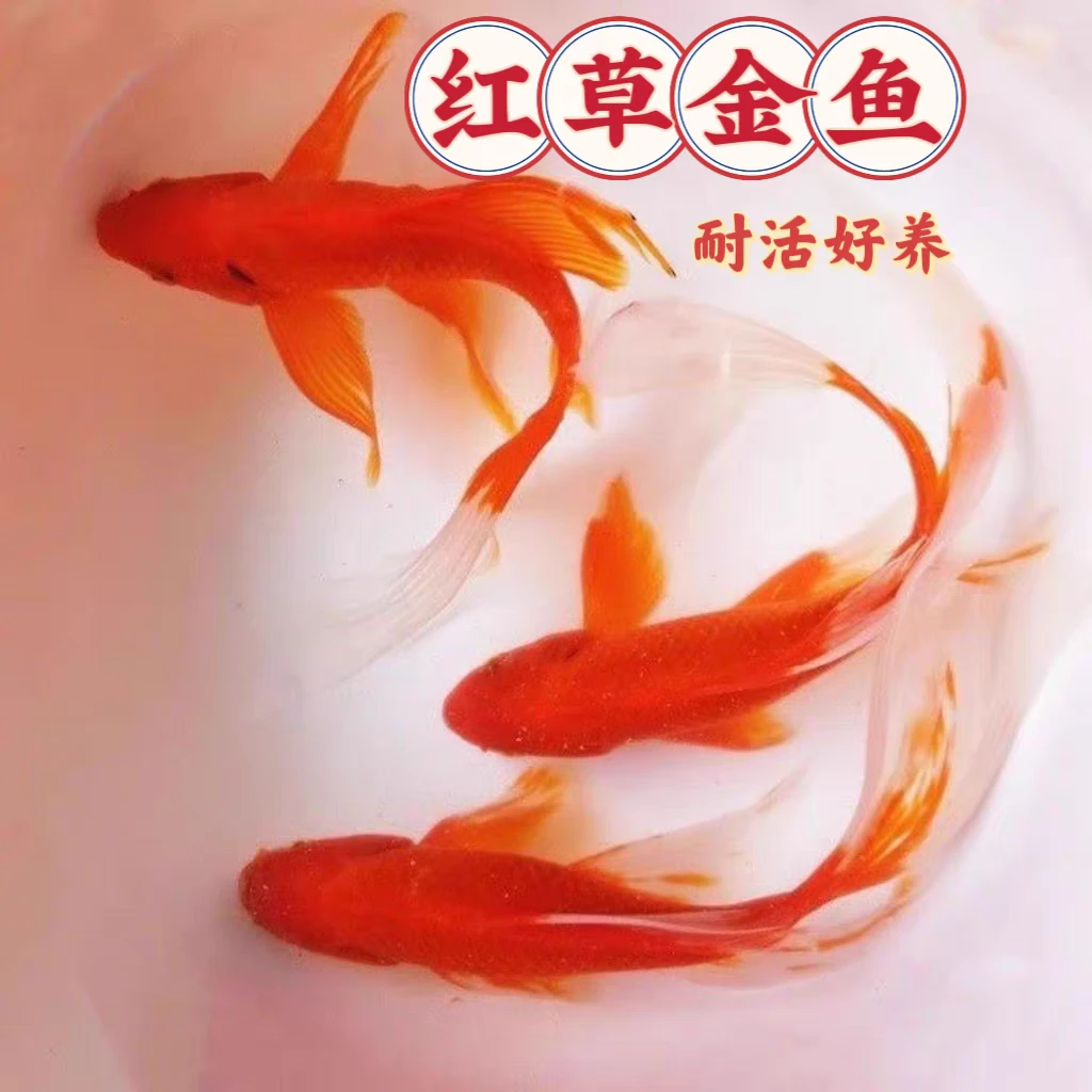 精品草金7-9公分 （13尾）皮实耐活冷水观赏温顺好养 全国包邮包损