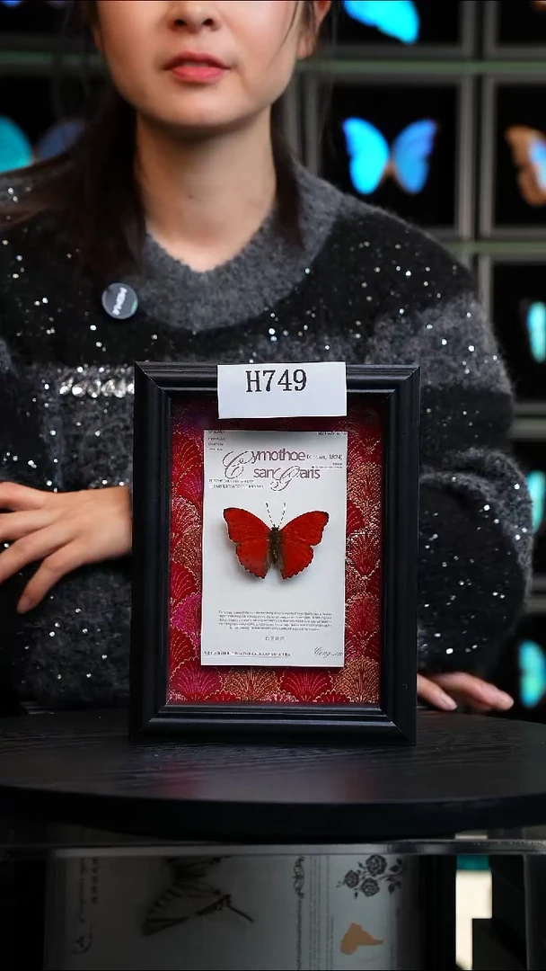 微瑕蝴蝶标本摆件一口价H749