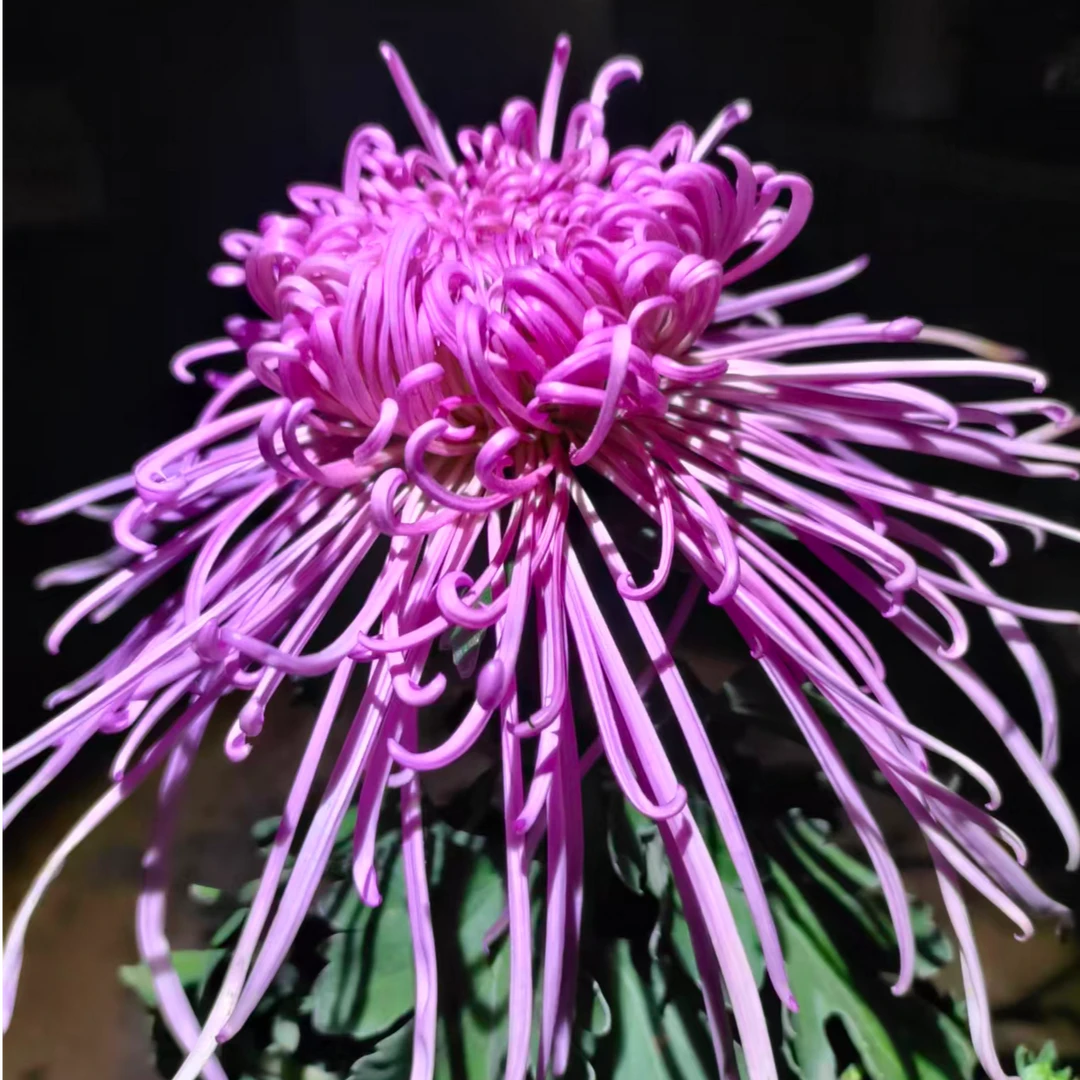 【桃花女神】菊花盆栽带花苞发货四季开花特色花卉绿植