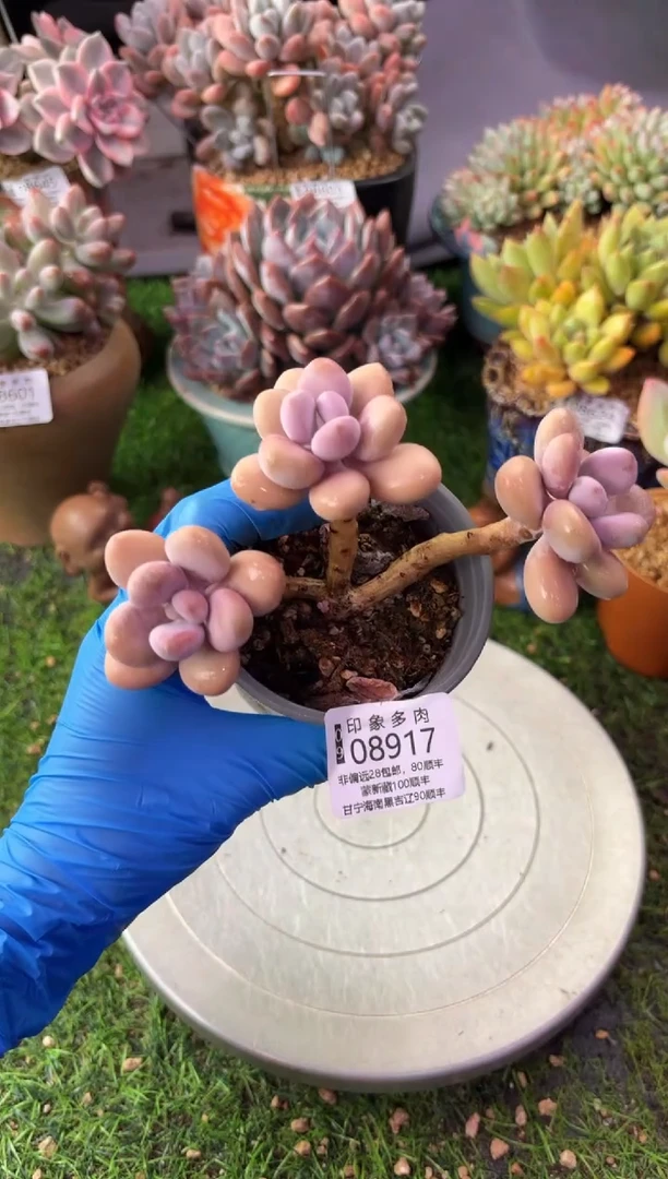 昆明印象多肉08917