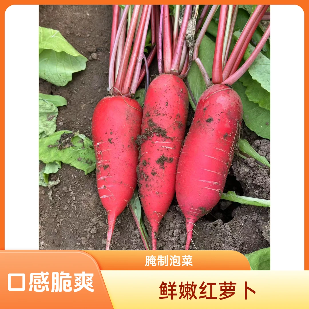 水萝卜红皮萝卜新鲜现拔红皮白内腌制泡菜胭脂红