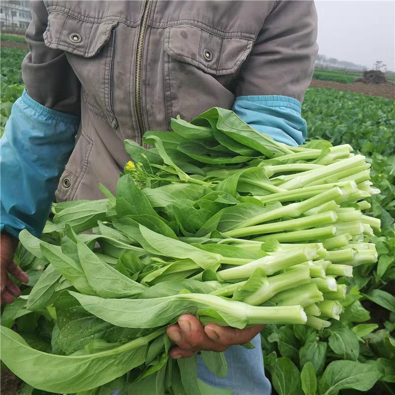 湖北农家自种白菜苔现摘新鲜绿菜苔时令应季蔬菜青菜苔