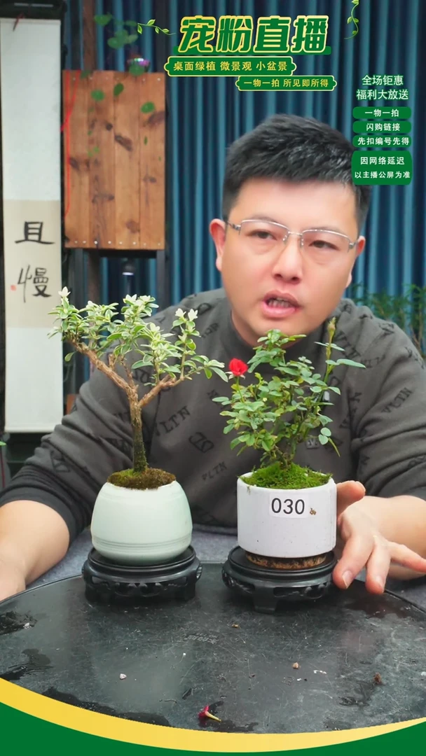 无花朵那*谁苔藓微景观030号