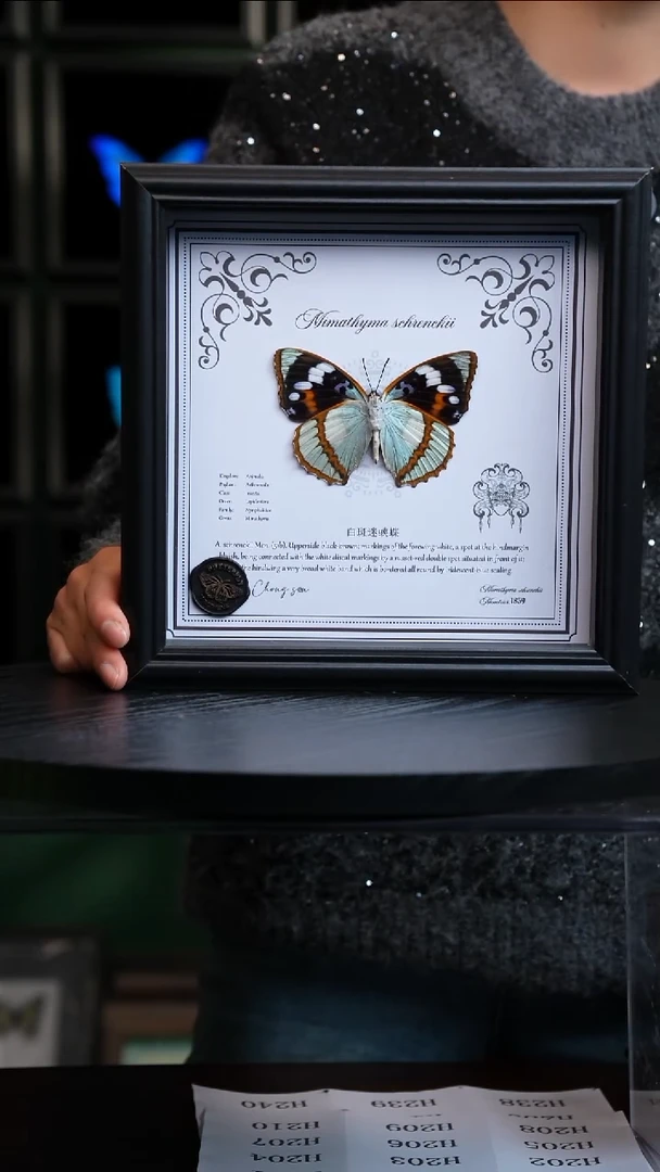 白斑迷蛱蝶反面7寸欧式方框