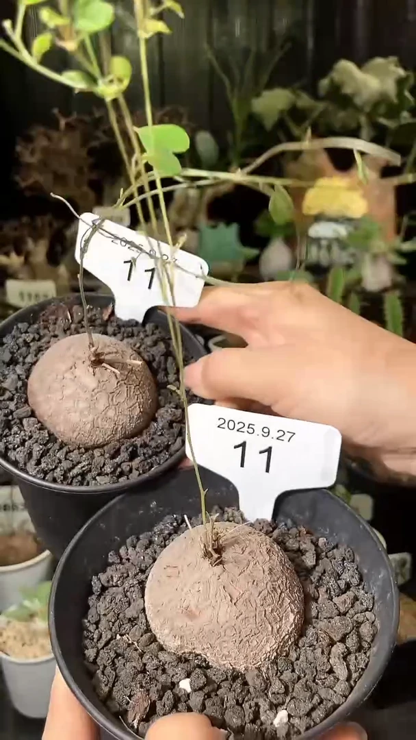 11号927福利南非龟甲龙买1个送1个