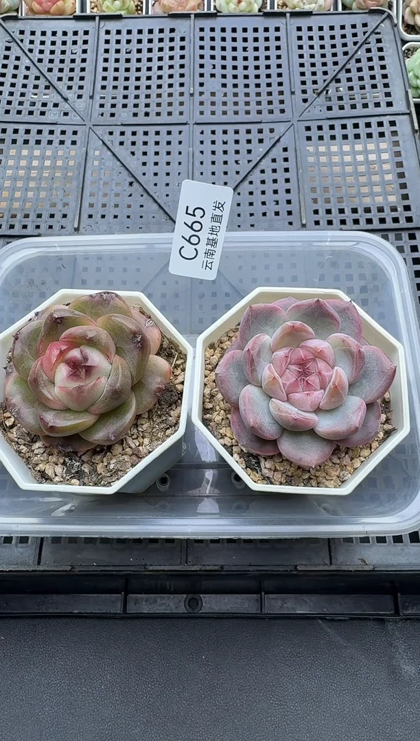 珍妮杂交多肉C664