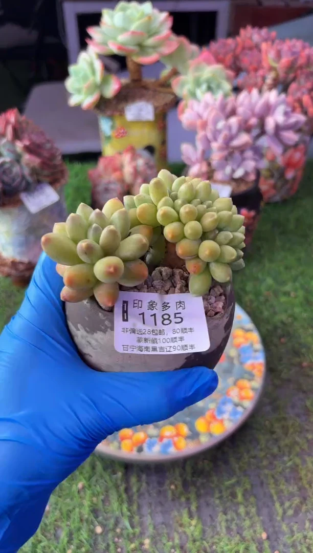 昆明印象多肉1185