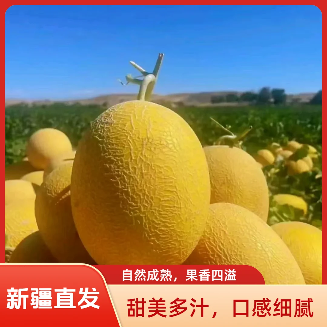 （顺丰专线）新疆直发哈密瓜金色年华新鲜水果整箱网纹甜瓜