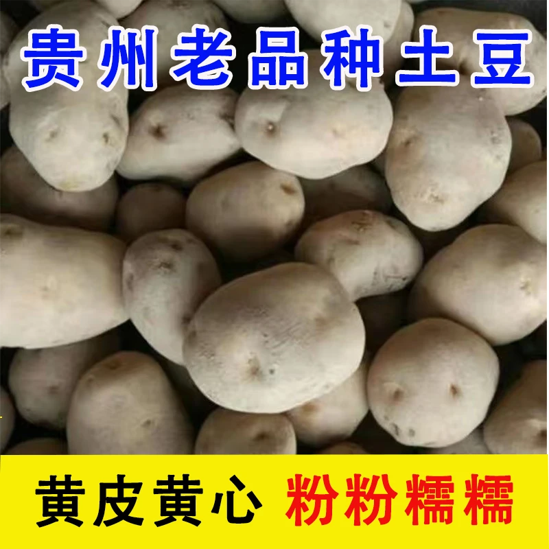 贵州土豆贵州高山黄皮土豆老品种洋芋新鲜粉糯洋芋黄心