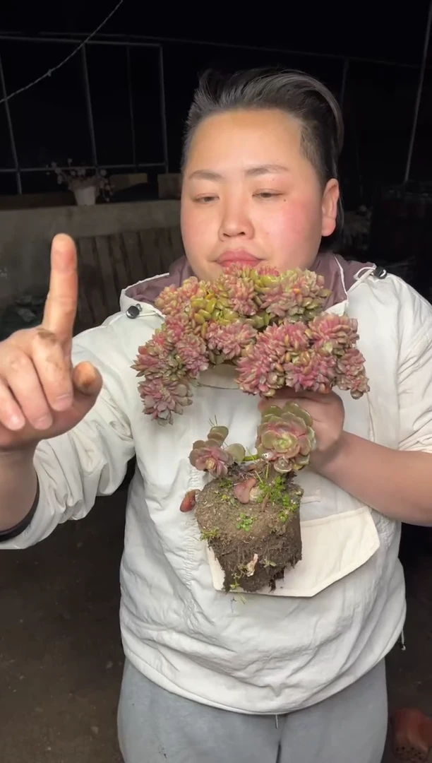 【闪购商品】32-小树造型大红袍缀18CM18