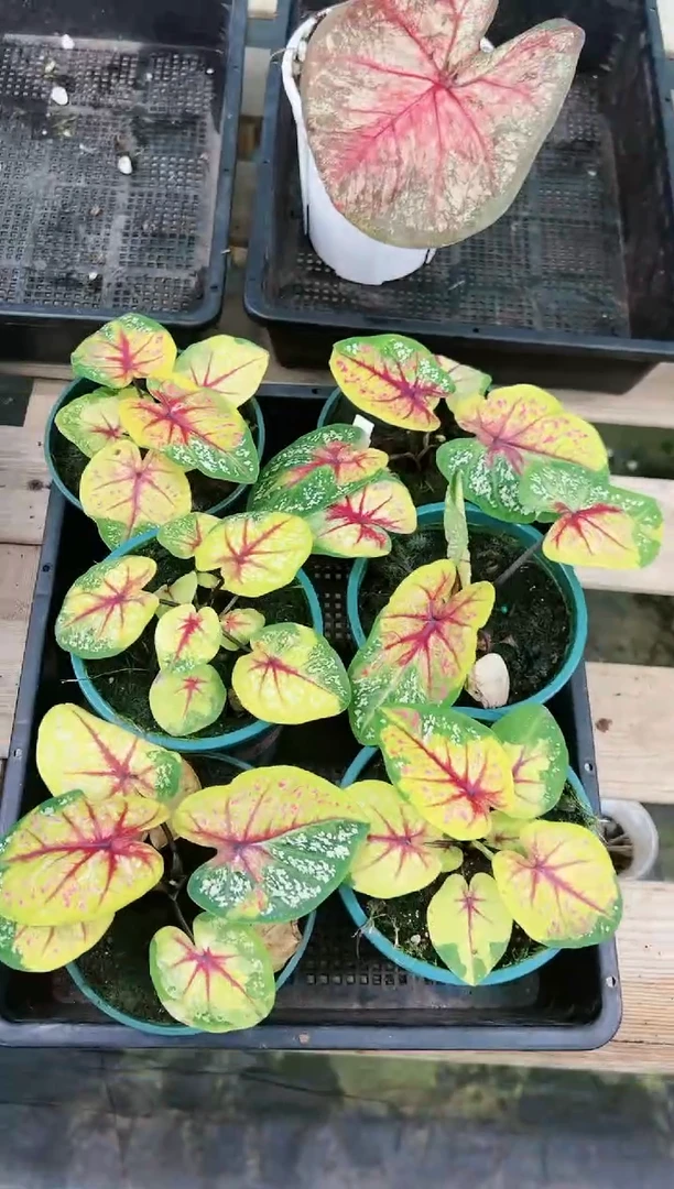 48      野蜂飞舞  一颗